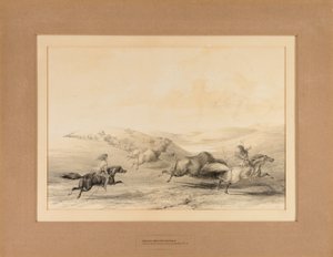 バッファローを狩るインディアン--29号 作： George Catlin