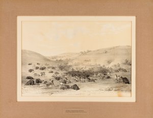 バッファローを囲むインディアン--第9号 作： George Catlin