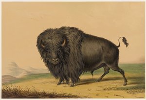  作： George Catlin