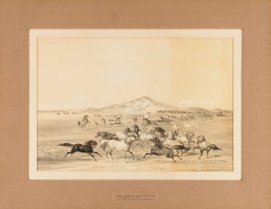 野生の馬の遊び--No.3 作： George Catlin