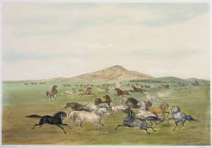 野生の馬の遊び（カラーリトグラフ） 作： George Catlin