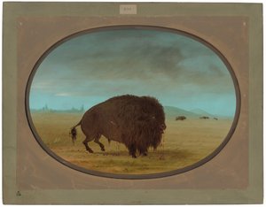 負傷したバッファローの雄牛 作： George Catlin