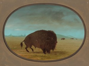 負傷したバッファローの雄牛、18611869。 作： George Catlin