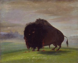 傷ついたバッファロー、大草原に血を流す 作： George Catlin