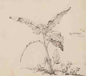 Vuohet banaanipuun alla 作： George Chinnery