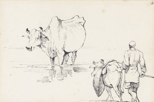 インドの牛の研究（紙にペンとインク） 作： George Chinnery
