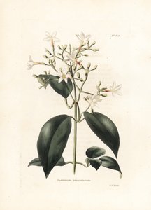 Jasmin (Jasminum paniculatum) - イギリスの雑誌 Conrad Loddiges Botanical Cabinet (1738-1826) のための、George Cooke によるリトグラフ 作： George Cooke