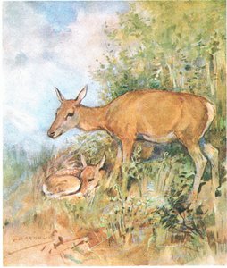 彼女はいつも彼のために草やシダで居心地の良いベッドを用意していました（色リソ）