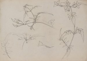 植物画 作： George Dutch Davidson