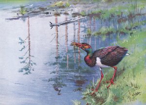 コウノトリ（リトグラフ） 作： George Edward Lodge