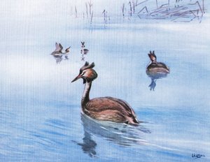 カンムリカイツブリ（リトグラフ）