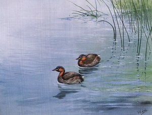 カイツブリ（リトグラフ）