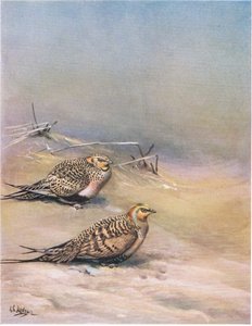 オオライチョウ（リトグラフ）