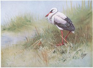 コウノトリ（リトグラフ） 作： George Edward Lodge