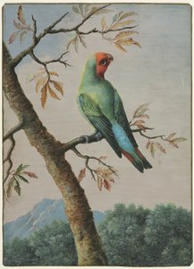 鳥の研究 作： George Edwards