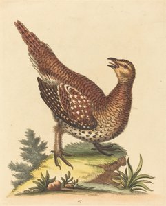 茶色のまだらの鳥 作： George Edwards