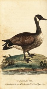 カナダのガチョウ、ブランタ カナデンシス、1800 年 (彫刻) 作： George Edwards