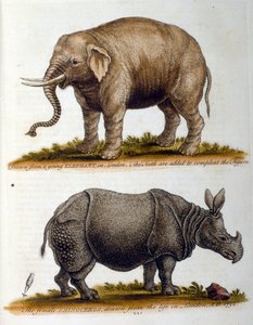 ジョージ・エドワーズのエングレーヴィング図版（1750年、G・エドワーズによる珍しい鳥の本より）。ジョージ・エドワーズ（1694-1773）はイギリスの博物学者、鳥類学者。ヨーロッパを広く旅し、博物学、特に鳥類を研究した。彼が得たもの