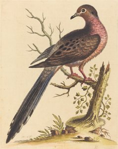Fedoa Americana pectore ruso、1740年。 作： George Edwards