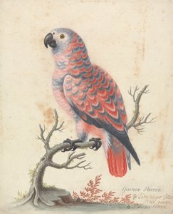Guinea Parrot   1442590   ja       japanese Successfully Translated  Original: Portrait of Alessandro de Medici Translat: Portrait of Alessandro de Medici 1459537 ja japanese Successfully Translated Original: Femina Bar Translat: Femina Bar 1454210 ja japa
