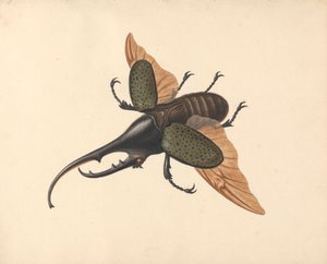 Hercules Beetle   1445219   ja       japanese Successfully Translated  Original: Fame (oil on canvas) Translat: Fame (oil on canvas) 1460522 ja japanese Successfully Translated Original: Portrait of the painter Adolph Menzel, detail Translat: Portrait of t 作： George Edwards