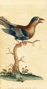 インドのローラー、Coracias benghalensis。 ,1800年（刻印） 作： George Edwards