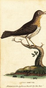 小さなツグミ、つぐみマイナー、1800 年 (彫刻) 作： George Edwards