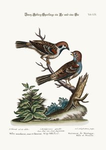 山雀、雄鶏と雌鳥、1749-73