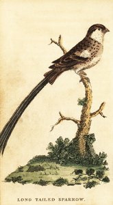 Pin-tailed whydah、Vidua macroura.、1800年（彫刻） 作： George Edwards