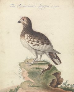 雷鳥 作： George Edwards