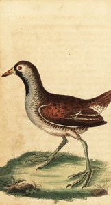 ソラ、ポルザナ・カロライナ。 ,1800年（刻印） 作： George Edwards