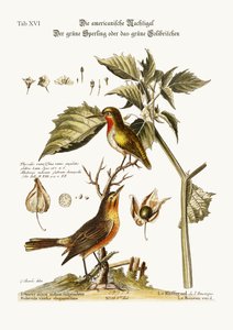 アメリカのナイチンゲール。緑のスズメまたは緑のハチドリ、1749-73 作： George Edwards