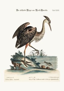北米の灰色のサギ、1749-73 作： George Edwards