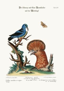 黒と青のクリーパーとヤツガシラ編、1749-73 作： George Edwards