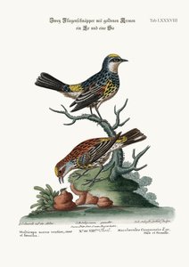 ゴールデンクラウンのヒタキ、雄鶏と雌鳥、1749-73