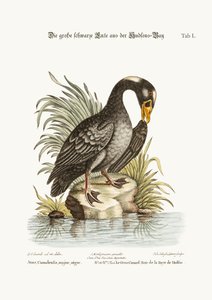 ハドソン湾のグレートブラックダック、1749年〜73年 作： George Edwards