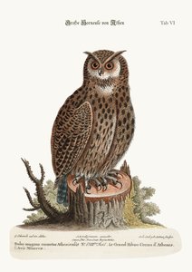 1749-73年、アテネからのアメリカワシミミズク 作： George Edwards