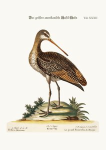 グレーターアメリカンゴッドウィット、1749-73 作： George Edwards
