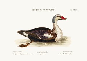 灰色の頭のアヒル、1749-73