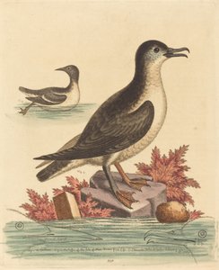 マン島のギルモットとツノメドリ、1762年。 作： George Edwards