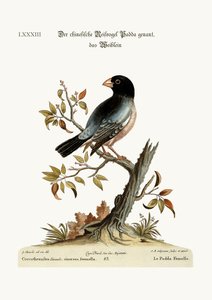 ヘンパダまたは米鳥、1749年〜73年