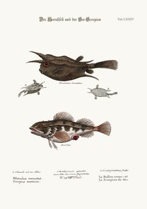 角魚と海サソリ、1749-73