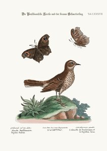 ペンシルベニア州のヒバリとブラウンバタフライ、1749年〜73年 作： George Edwards