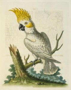 黄色の紋章を持つレッサーホワイトコカトゥー。 - Le Petit Cacatua Blanc a Crete Jaune 作： George Edwards