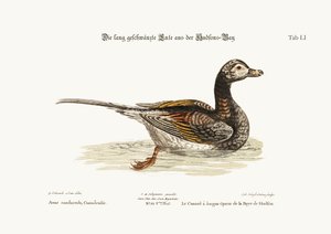 ハドソン湾のロングテールカモ、1749年〜73年