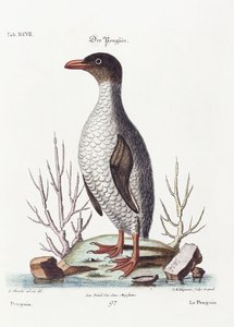 ペンギン、1770 作： George Edwards