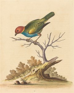 1741年、スリナムの赤毛のフィンチ。 作： George Edwards
