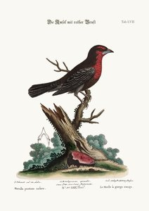 赤胸の黒鳥、1749-73