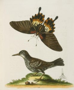 スリナムのWallcreeper。 -スリナムのウォールクライマー 作： George Edwards