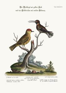 黄色の赤い棒と白い尾のハチドリ、1749-73